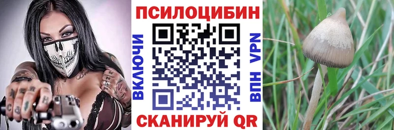 купить закладку Хасавюрт Галлюциногенные грибы Magic Shrooms